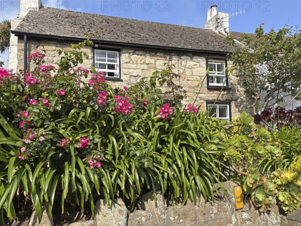 Stone house with flowering front garden and lush plants in a sunny atmosphere, St Agnes, Isles of Scilly, Cornwall, England, United Kingdom
