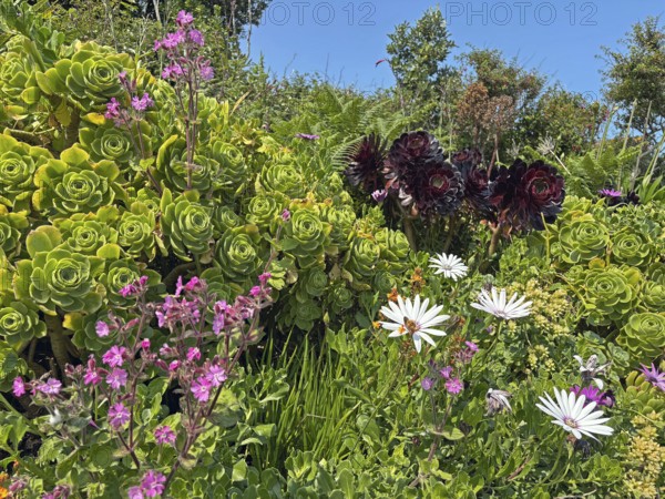 Lush garden with colourful flowers and succulents under a clear blue sky, St Agnes, Isles of Scilly, Cornwall, England, United Kingdom