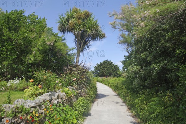 A narrow path lined with trees and palm trees, surrounded by green vegetation under a blue sky, St Agnes, Isles of Scilly, Cornwall, England, United Kingdom