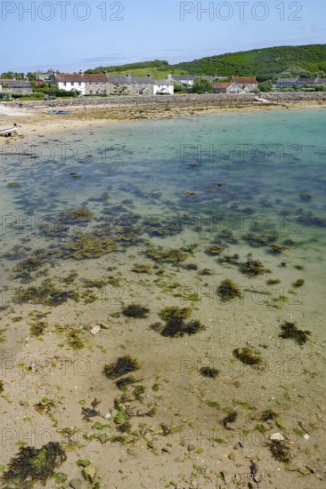 View of the coast with clear water, seaweed and nearby houses, tranquil scenery, Tresco, Isles of Scilly, Cornwall, England, United Kingdom