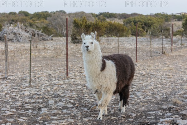 Domesticated alpaca livestock helps to protect goats from predators on a ranch in Sonora, Texas, USA