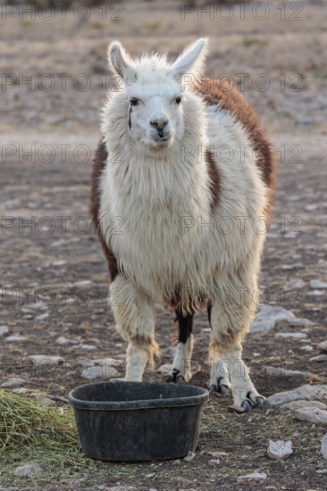 Domesticated alpaca livestock helps to protect goats from predators on a ranch in Sonora, Texas, USA
