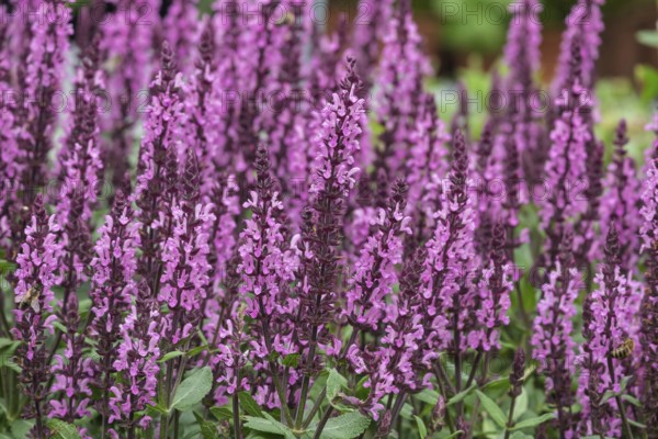Steppe sage or grove sage (Salvia nemorosa), North Rhine-Westphalia, Germany