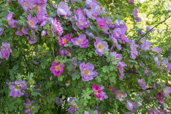 Rose, shrub rose, North Rhine-Westphalia, Germany