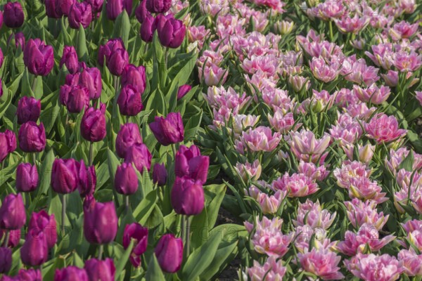 Bed with tulips (Tulpia), Münsterland, North Rhine-Westphalia, Germany