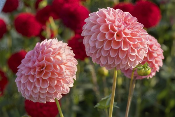 Dahlia (Dahlia), Münsterland, North Rhine-Westphalia, Germany