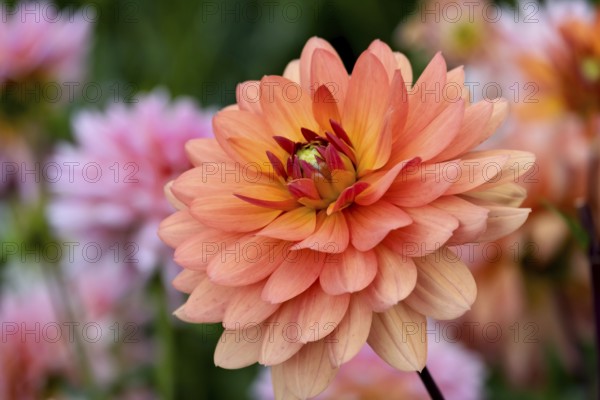 Dahlia (Dahlia), North Rhine-Westphalia, Germany