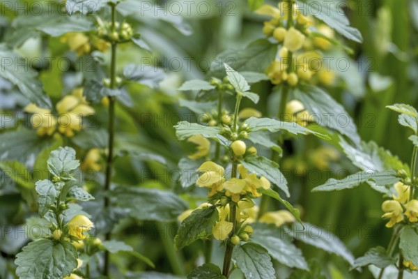 Lamium galeobdolon (Lamium galeobdolon), Münsterland, North Rhine-Westphalia, Germany
