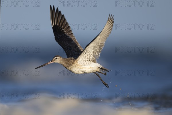 Bar-tailed Godwit (Limosa lapponica), Texel, Netherlands