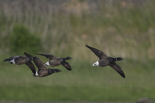 Brent goose (Branta bernicla), Texel, Netherlands
