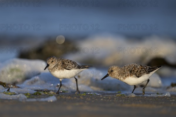Avocet (Recurvirostra avosetta), Texel, Netherlands