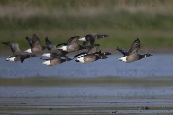 Brent goose (Branta bernicla)