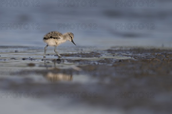 Avocet (Recurvirostra avosetta), Texel, Netherlands