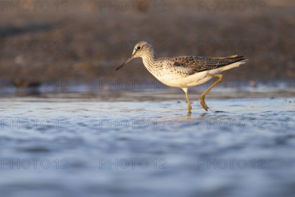 Greenshank (Tringa nebularia), Texel, Netherlands