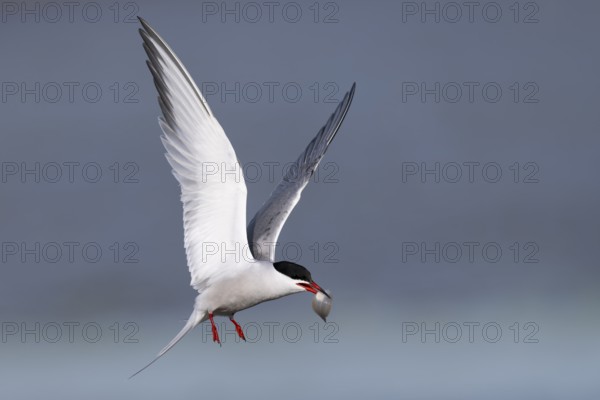 Common Tern (Sterna hirundo), Texel, Netherlands