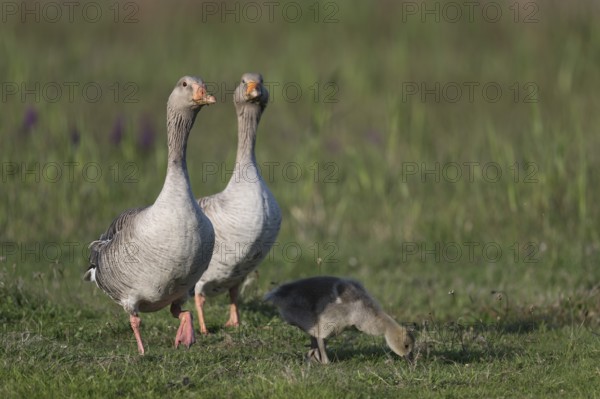 Avocet (Recurvirostra avosetta), Texel, Netherlands