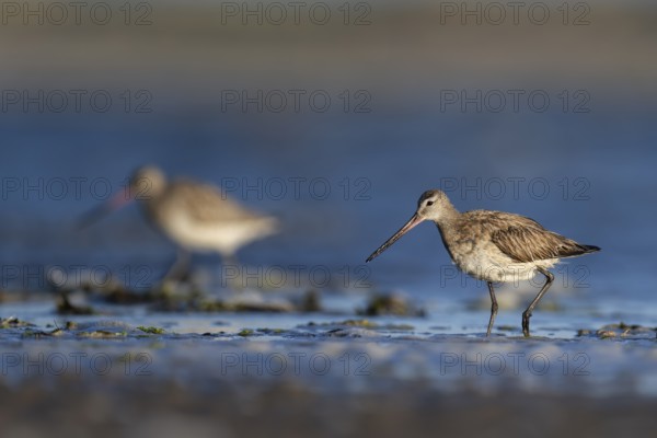 Bar-tailed Godwit (Limosa lapponica), Texel, Netherlands
