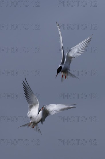 Common Tern (Sterna hirundo), Texel, Netherlands