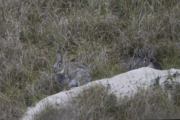 Rabbit, Texel, The Netherlands