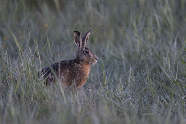 European hare (Lepus europaeus), Texel, Netherlands