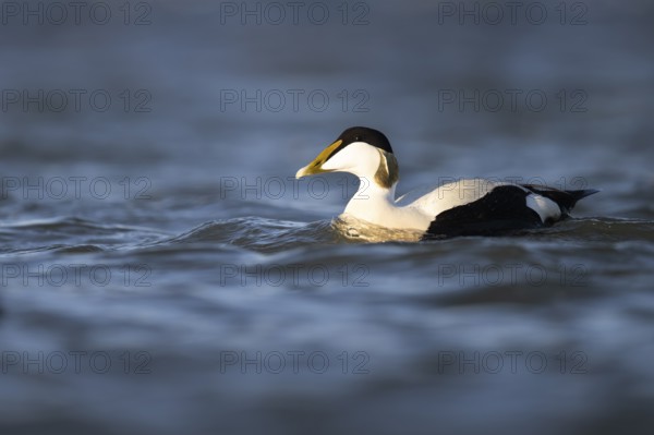 Eider duck (Somateria mollissima), Texel, Netherlands