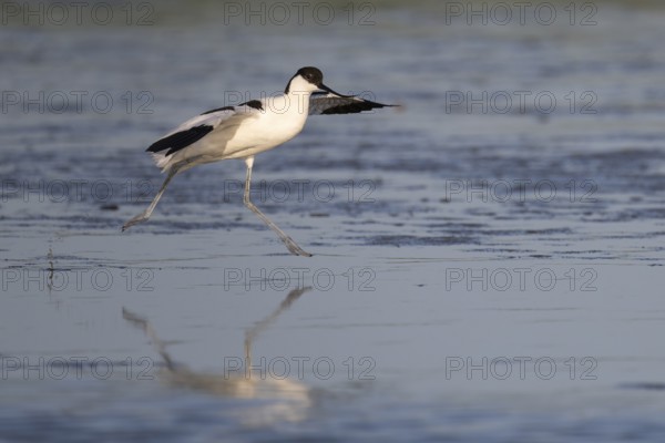 Avocet (Recurvirostra avosetta), Texel, Netherlands