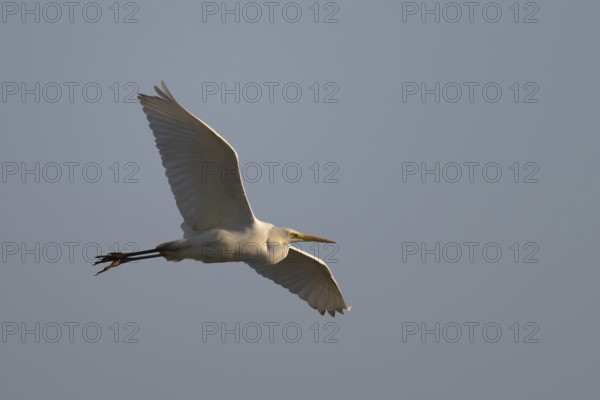 Little Egret (Egretta garzetta), Texel, Netherlands