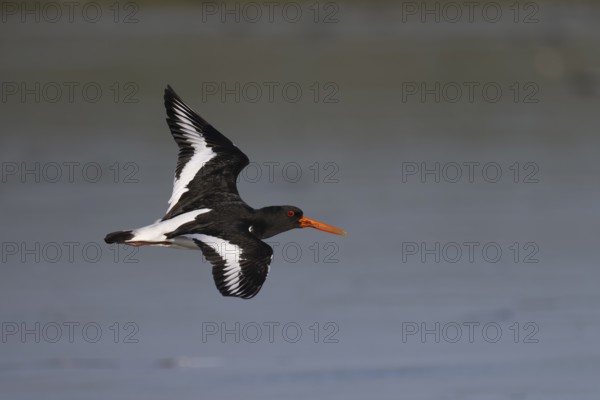 Oystercatcher (Haematopus ostralegus) in flight, Texel, Netherlands