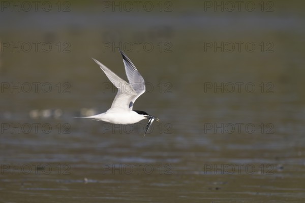 Sandwich tern (Thalasseus sandvicensis) with fish, Texel, Netherlands