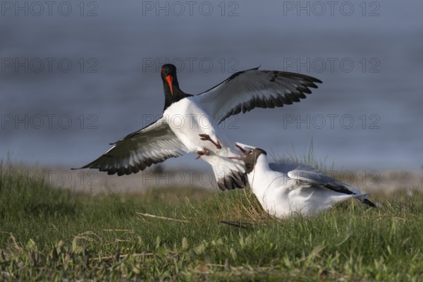 Oystercatcher quarrels with black-headed gull, Texel, Netherlands