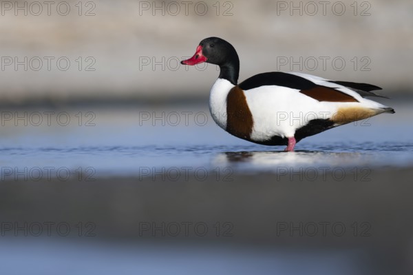 Shelduck (Tadorna tadorna), Texel, Netherlands