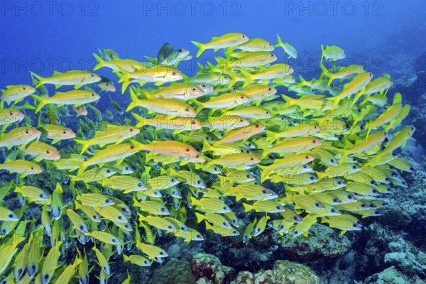 Large school of blue-striped snapper (Lutjanus kasmira), Indian Ocean, Maldives