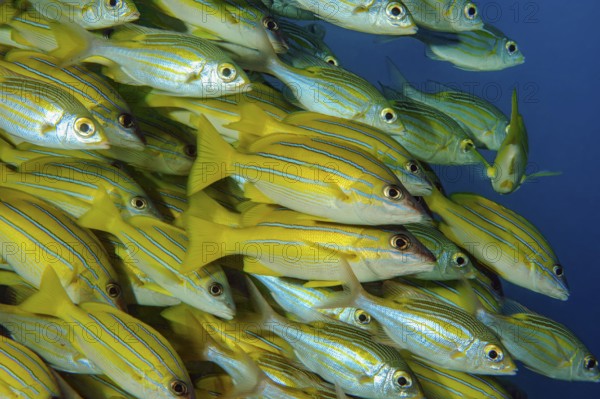 Underwater photo close-up of large school of blue-striped snapper (Lutjanus kasmira), Indian Ocean, Maldives