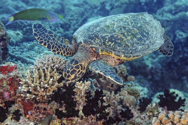 Underwater photo of Hawksbill sea turtle (Eretmochelys imbricata) eating corals, Hurghada, Red Sea, Egypt