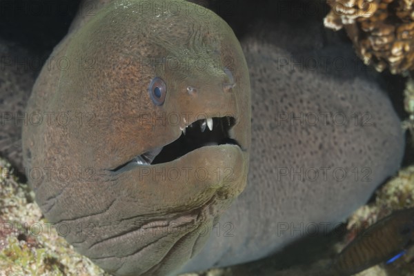 Underwater photo close-up of giant moray eel (Gymnothorax javanicus) predator looking out of cave dwelling, Red Sea, Egypt