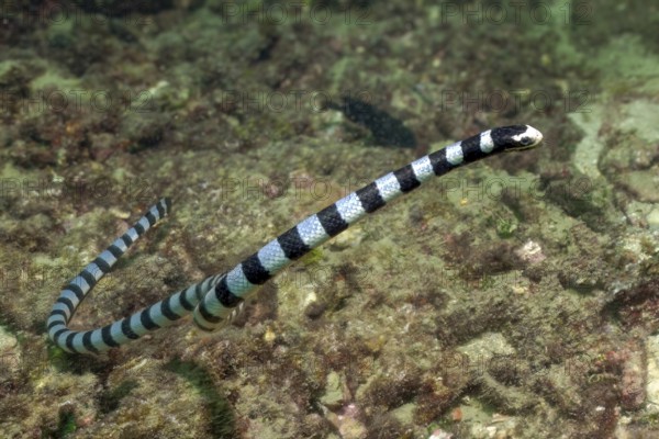 Sea snake (Laticauda colubrina) swimming through coral reef lambing for prey, Andaman Sea, Indian Ocean, Thailand