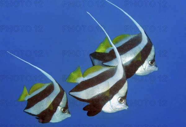 Underwater photo of three specimens of bannerfish (Heniochus diphreutes) swimming in blue sea, Indian Ocean, Maldives