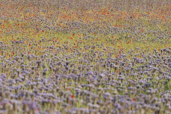 Phacelia (Phacelia tanacetifolia) and Common field poppy (Papaver rhoeas) red wildflower flowers in a field in summer, England, United Kingdom