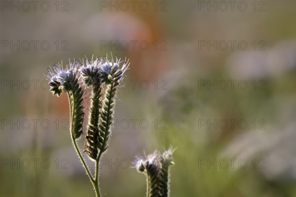 Phacelia (Phacelia tanacetifolia) flower in summer, England, United Kingdom