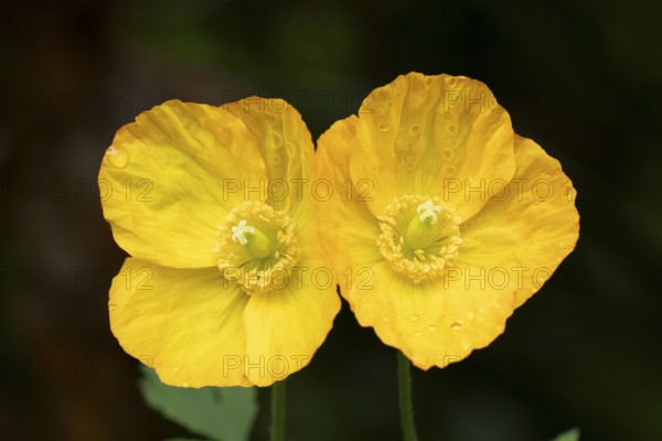 Welsh poppy (Papaver cambricum) two yellow flowers in summer, England, United Kingdom