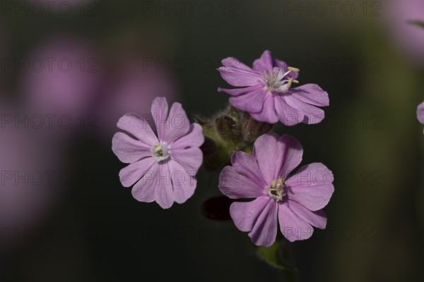 Red campion (Silene dioica) wildflower flowers in spring, England, United Kingdom