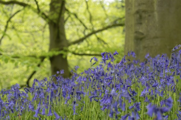 Common or English bluebell (Hyacinthoides non-scripta) carpet of blue wildflowers in a woodland in spring, England, United Kingdom
