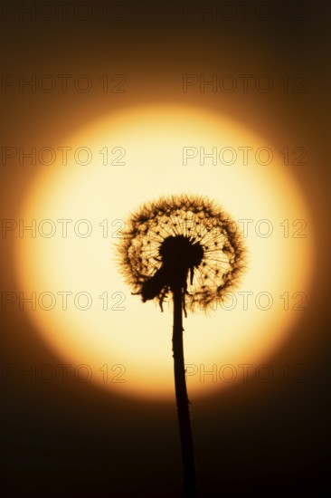 Dandelion (Taraxacum officinale) silhouette of a wildflower seedhead clock at sunset in summer, England, United Kingdom