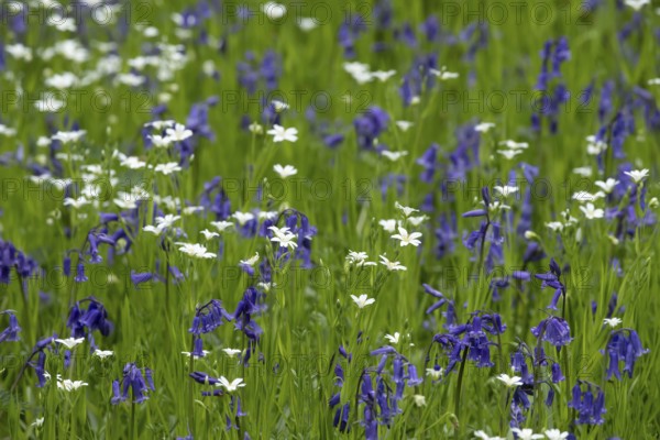 Common or English bluebell (Hyacinthoides non-scripta) and Greater stitchwort (Stellaria holostea) carpet of blue and white wildflowers in a woodland in spring, England, United Kingdom