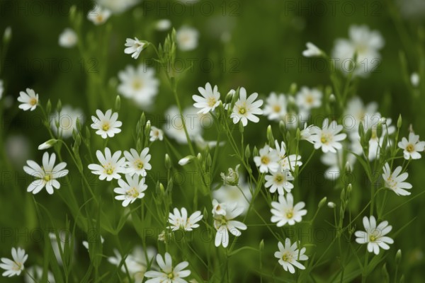 Greater stitchwort (Stellaria holostea) carpet of white wildflowers in a woodland in spring, England, United Kingdom