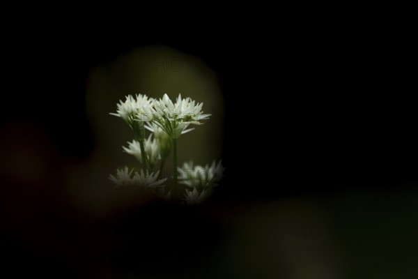 Ransoms or Wild garlic (Allium ursinum) white wildflower flowers in a woodland in spring, England, United Kingdom