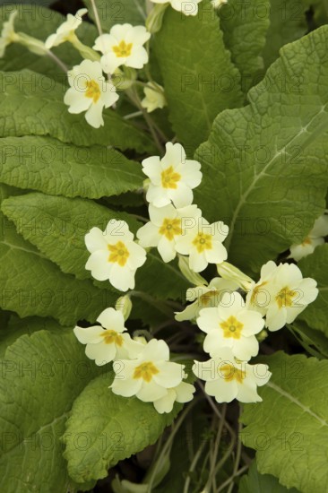 Wild primrose (Primula vulgaris) wildflower flowers in a woodland in spring, England, United Kingdom