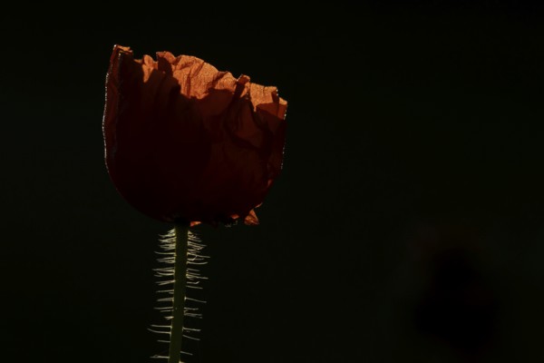 Common field poppy (Papaver rhoeas) red wildflower flower backlit in summer, England, United Kingdom