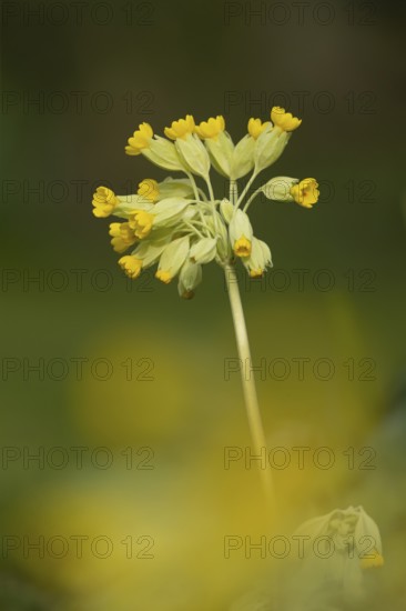 Cowslip (Primula veris) yellow wildflower flower in spring, England, United Kingdom