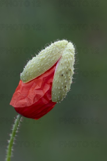 Common field poppy (Papaver rhoeas) red wildflower flower bud in summer, England, United Kingdom
